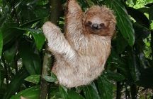 Sloths in their natural habitat & Blue river waterfall