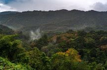 Rainforest Tour