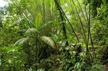 Rainforest Tour