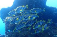 Try Diving at USAT Liberty Wreck Tulamben with 1 or 2 Dives (Stay In Tulamben)