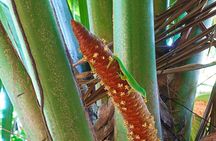  Palms and Pearls Full Day Tour