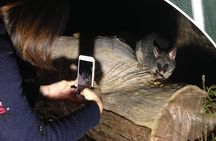 Nocturnal Wildlife Tour from Busselton or Dunsborough