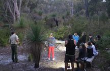 Nocturnal Wildlife Tour from Busselton or Dunsborough
