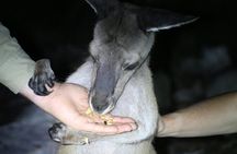 Nocturnal Wildlife Tour from Busselton or Dunsborough