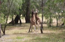 Margaret River Coastal and Wildlife Eco Trip from Busselton or Dunsborough