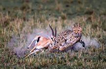 11-Days Best of Kenya & Tanzania Big 5 Safari on a 4x4 Jeep