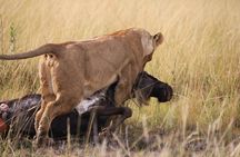 3 days Maasai Mara private safari at Sopa Lodge from Nairobi