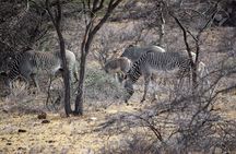 Private 3 Days Samburu National Park Safari All Inclusive