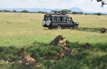 Serengeti Day Trip Safari From Mwanza Tanzania