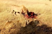 Serengeti Day Trip Safari From Mwanza Tanzania