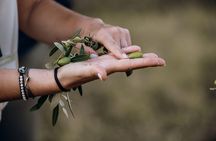Olive oil Mill Visit-Kalamata Olives and Olive oil Tasting