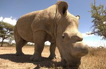 Full-Day Ol Pejeta Conservancy and Chimpanzee Sanctuary Tour from Nairobi