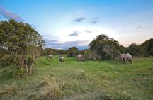 Full-Day Ol Pejeta Conservancy and Chimpanzee Sanctuary Tour from Nairobi