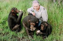 Ol Pejeta Conservancy and Chimpanzee Sanctuary Full-Day Tour from Nairobi