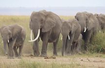 8-Day Kenya Group Joining Safari