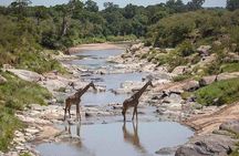 3 days Maasai Mara private Lodge safari at Keekorok from Nairobi