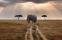 3 days Maasai Mara private Lodge safari at Keekorok from Nairobi