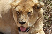 3 days Maasai Mara private Lodge safari at Keekorok from Nairobi