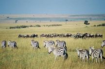 3 days Maasai Mara private Lodge safari at Keekorok from Nairobi