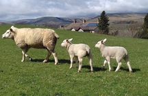 Moors, Whitby & The Yorkshire Steam Railway Day Trip from York