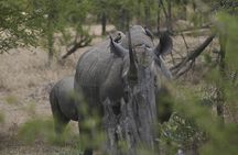 3-Day Taste of Tanzania Safari (Tarangire National park and Ngorongoro Crater) 