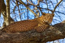 3-Day Taste of Tanzania Safari (Tarangire National park and Ngorongoro Crater) 