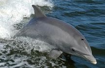 Orange Beach Dolphin Eco Boat Tour
