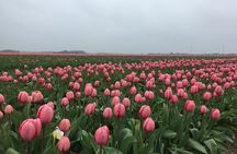 Private Group Zaanse Schans Half-Day Tour from Amsterdam