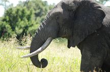 Amazing 2 Days Safaris To Serengeti From Mwanza Tanzania
