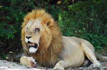 Amazing 2 Days Safaris To Serengeti From Mwanza Tanzania