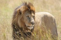 Chobe Full Day Safari Trip 