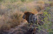 Chobe Full Day Safari Trip 