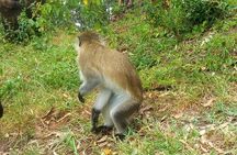 City tours&village walk&hot-spring bathing 