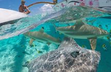Bora Bora Snorkel Cruise by Polynesian Outrigger Canoe with BBQ Island Lunch 
