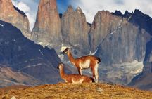 Torres del Paine Full Day Tour departing from El Calafate