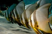 Menjangan island snorkeling full day boat trip 