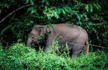 Unesco Heritage Batu Caves, Kuala Gandah Elephant Sanctuary Tour 