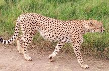 2 days maasai mara flying safari