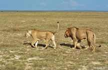 3 days safari Tsavo East and Taita hills (Saltlick lodge)