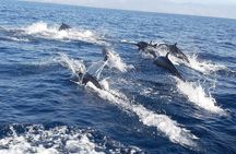 Dolphin Watching 