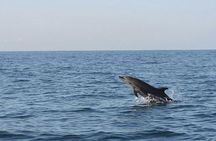 Dolphin Watching 