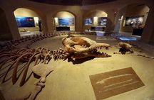 Fayoum oasis Whales valley & Waterfalls day tour