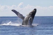 Whale Watch Cruise Aboard The Majestic by Atlantis Cruises