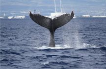 Whale Watch Cruise Aboard The Majestic by Atlantis Cruises