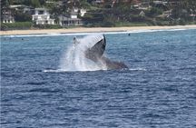 Whale Watch Cruise Aboard The Majestic by Atlantis Cruises