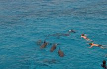 Dolphin House sea trip
