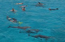 Dolphin House sea trip