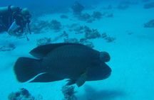 Diving in Hurghada