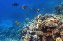 Diving in Hurghada