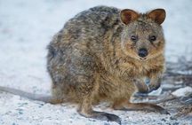 Rottnest Island All-Inclusive Grand Island Tour from Perth